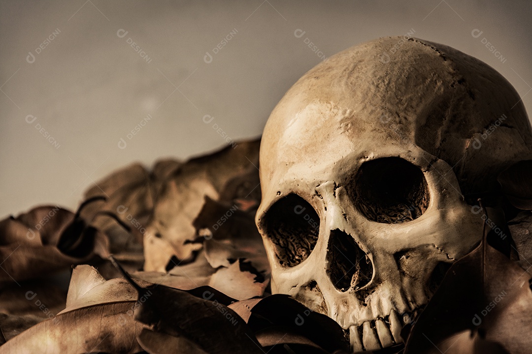 Crânio com folha seca, natureza morta