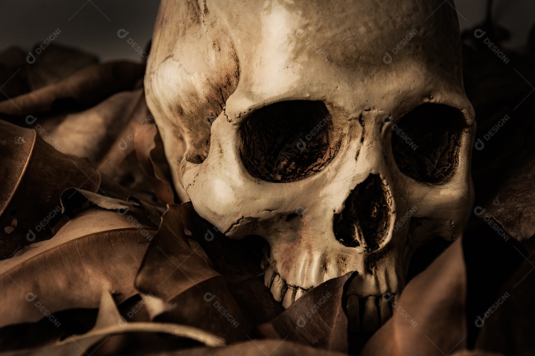 Crânio com folha seca, natureza morta