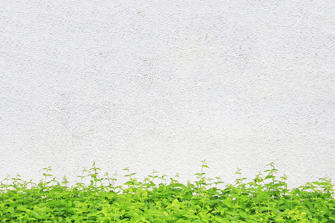 Muro de concreto com folhas verdes