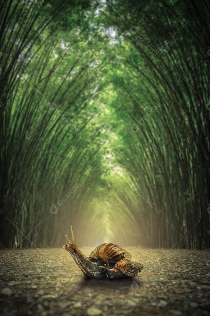 Caracol no chão. O caminho ladeado por dois lados sem bambu