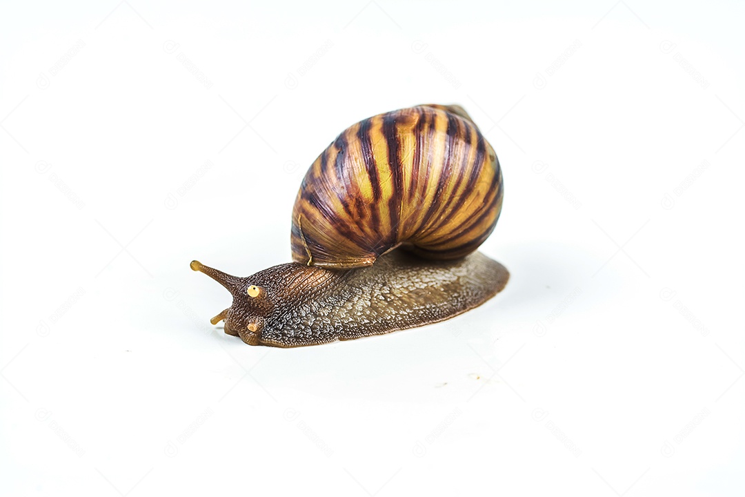caracóis em fundo branco