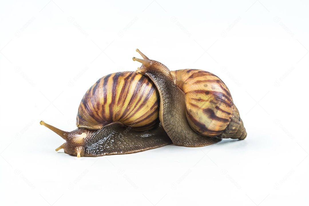 caracóis em fundo branco