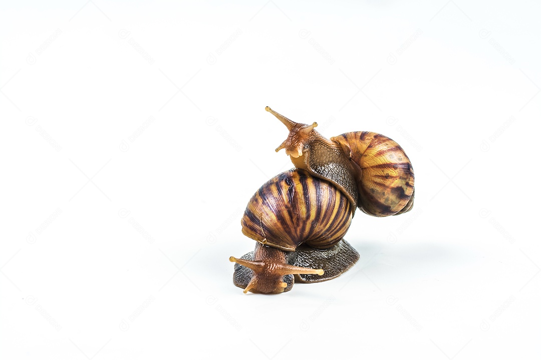 caracóis em fundo branco