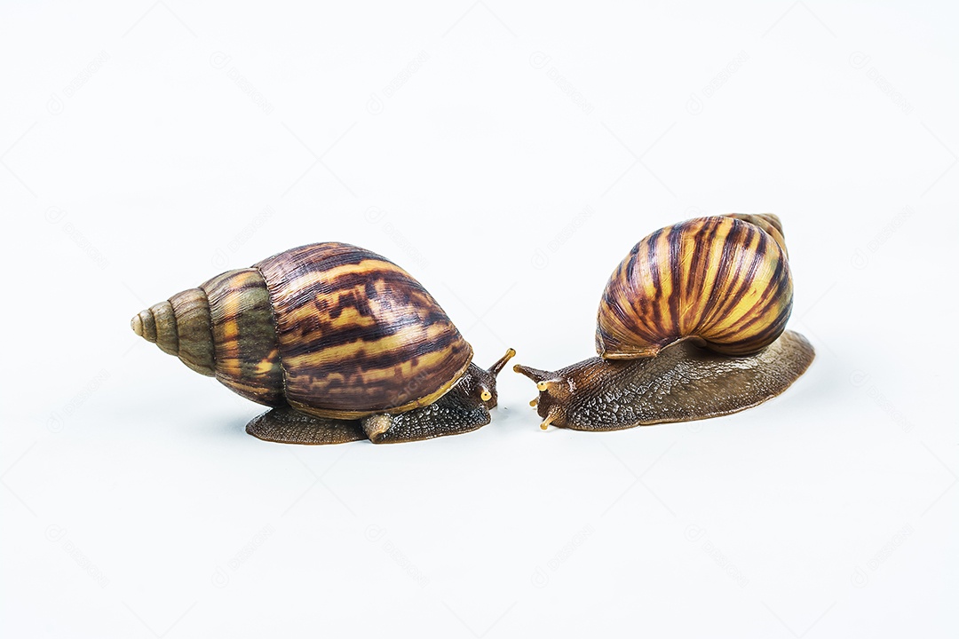 caracóis em fundo branco