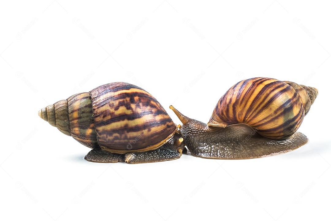 caracóis em fundo branco