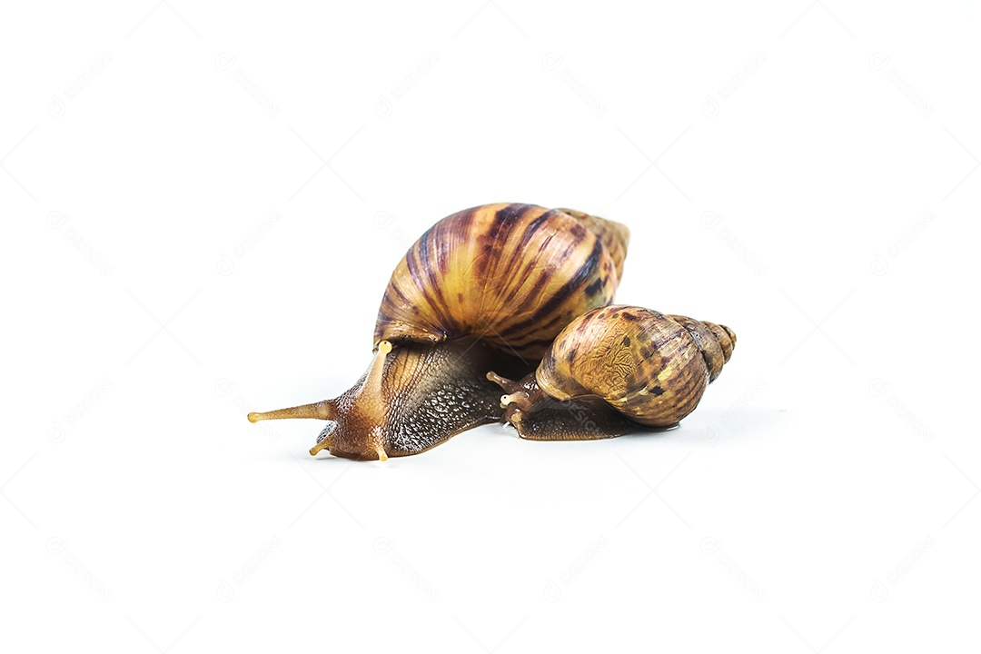 caracóis em fundo branco