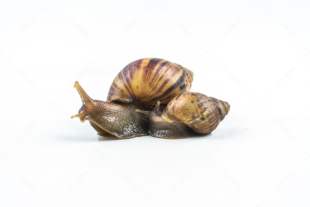 caracóis em fundo branco