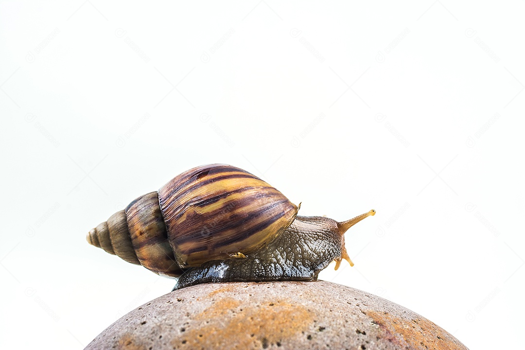 caracóis em fundo branco