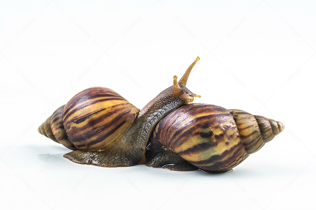 caracóis em fundo branco