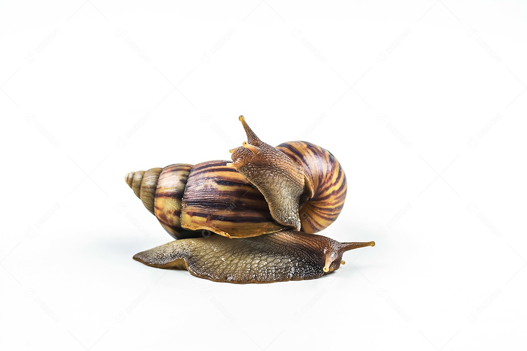 caracóis em fundo branco
