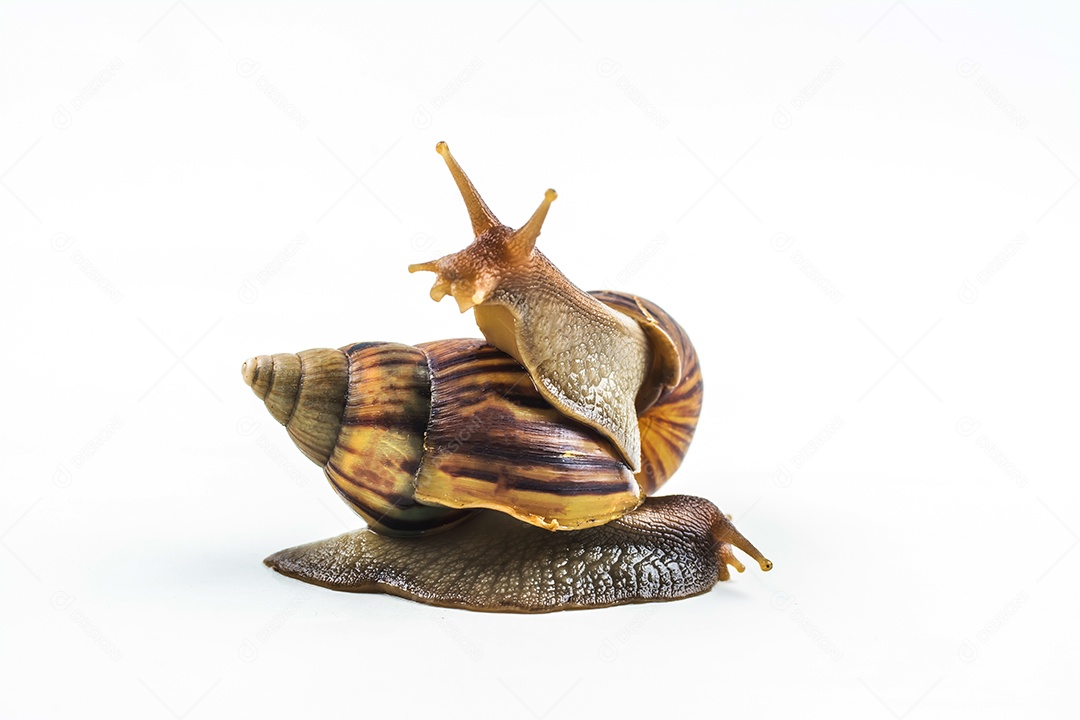 caracóis em fundo branco