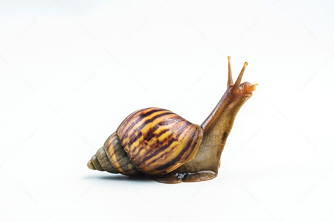 caracóis em fundo branco