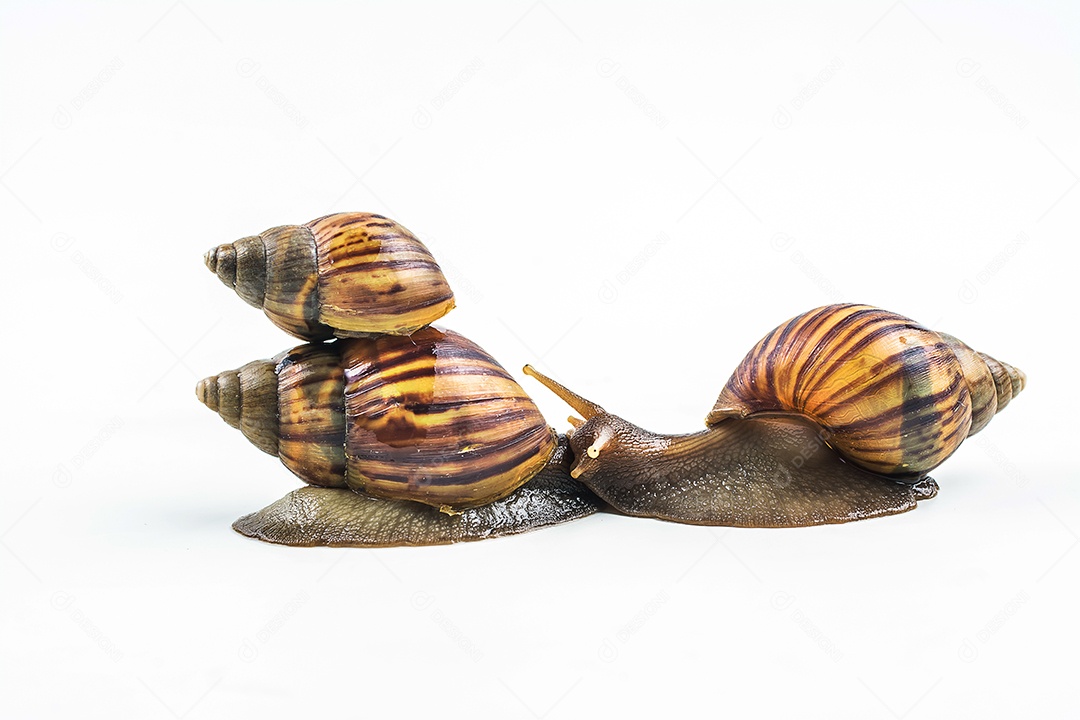 caracóis em fundo branco