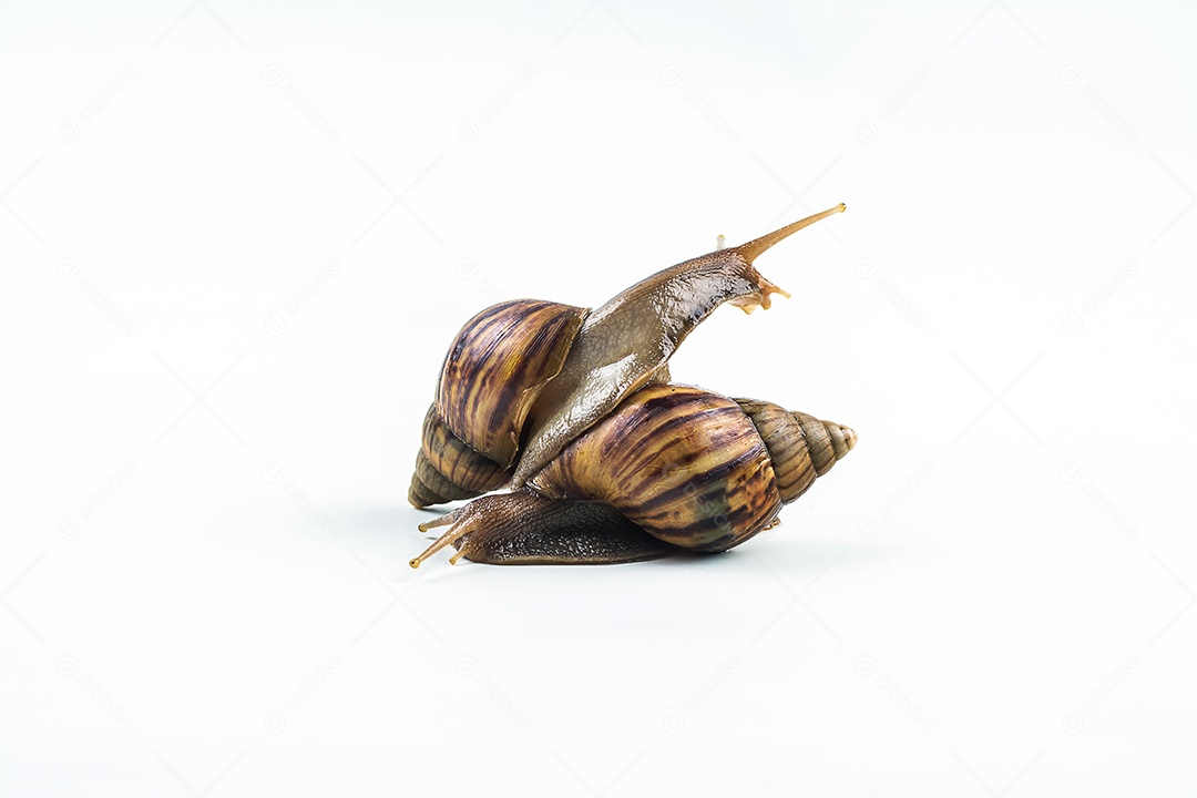caracóis em fundo branco