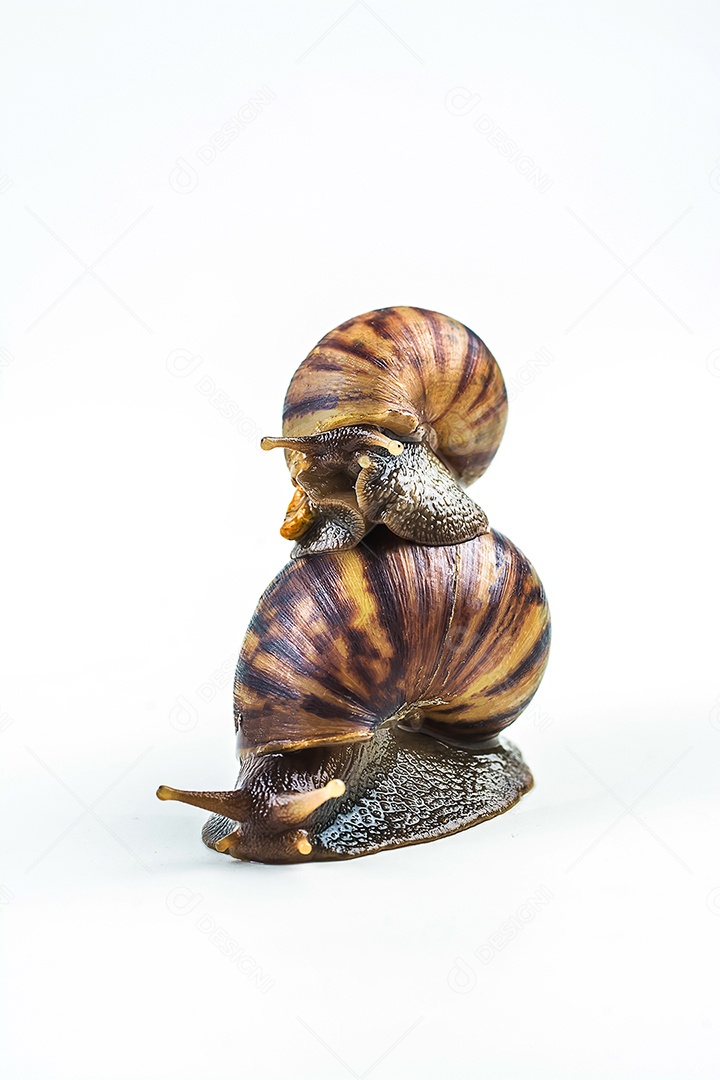 caracóis em fundo branco