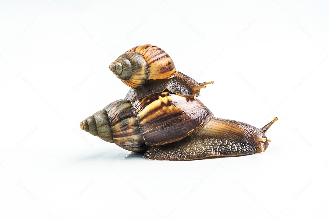 caracóis em fundo branco
