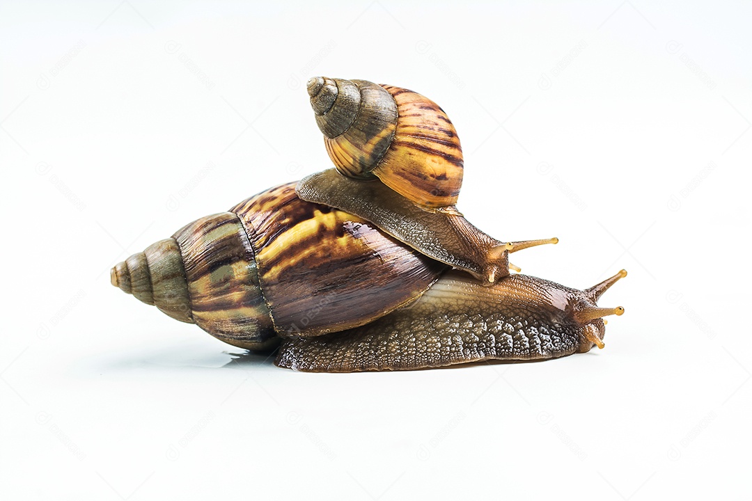 caracóis em fundo branco