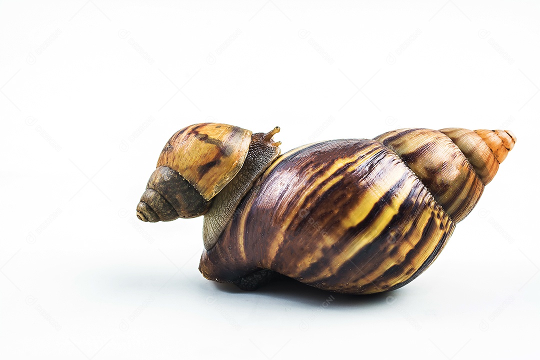caracóis em fundo branco