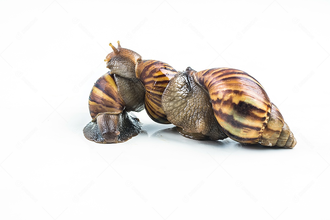 caracóis em fundo branco