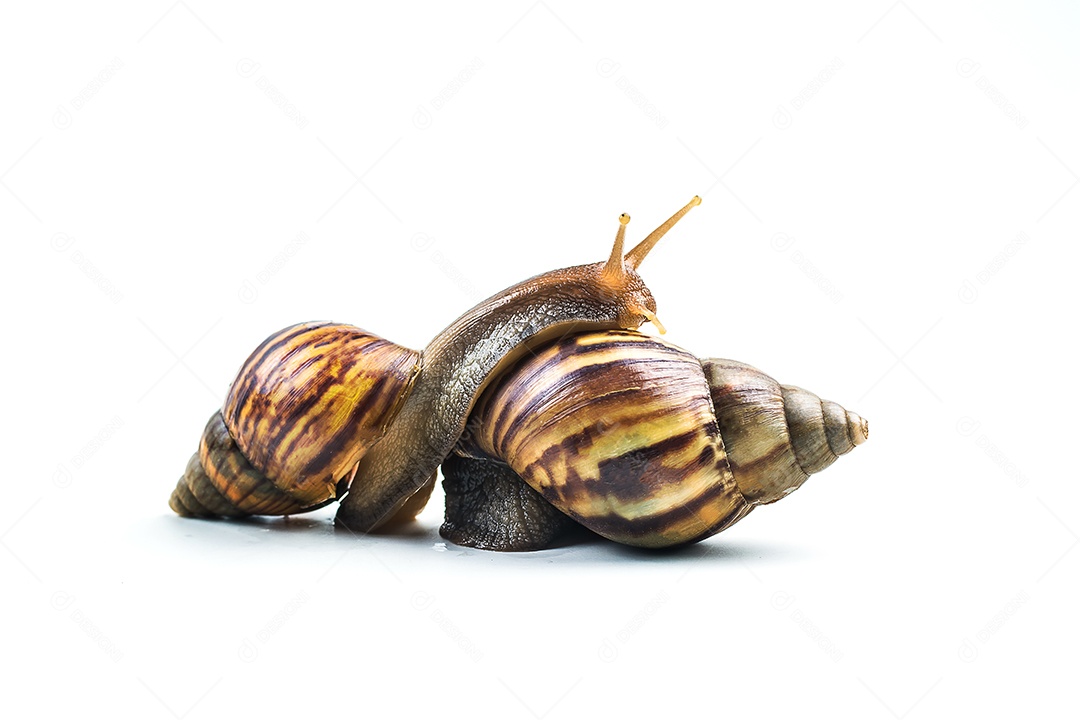 caracóis em fundo branco