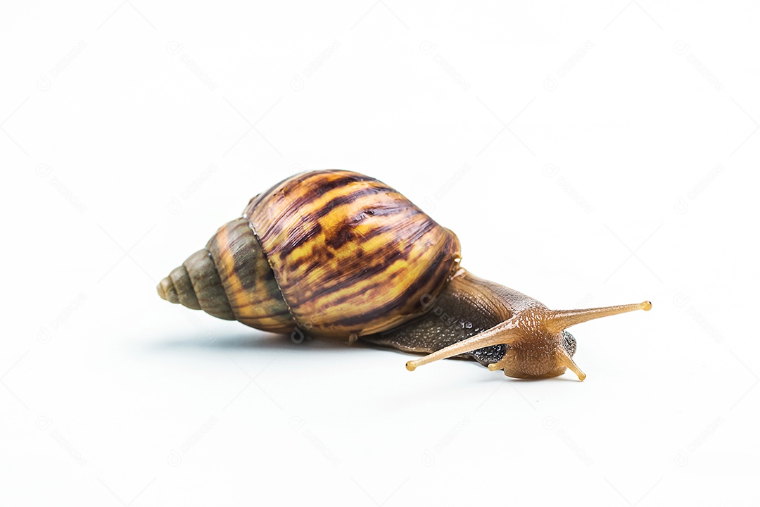 caracóis em fundo branco
