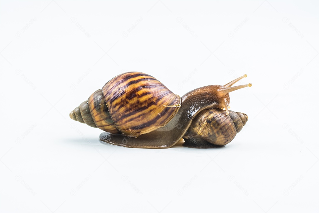 caracóis em fundo branco