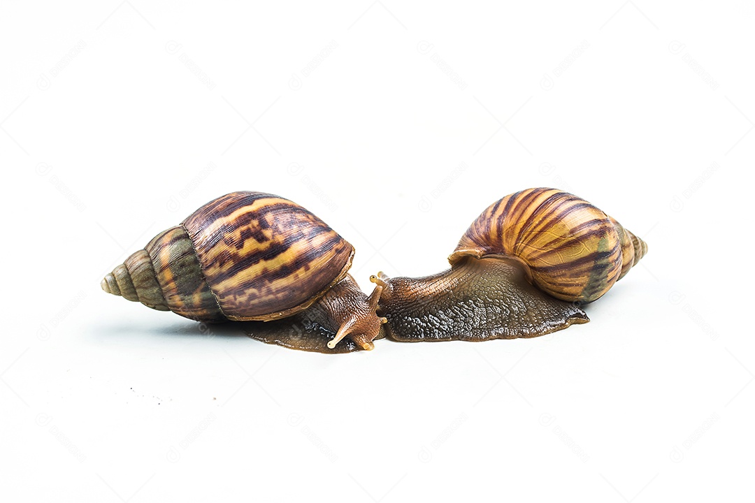 caracóis em fundo branco