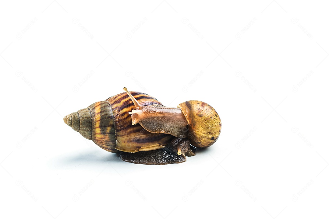 caracóis em fundo branco