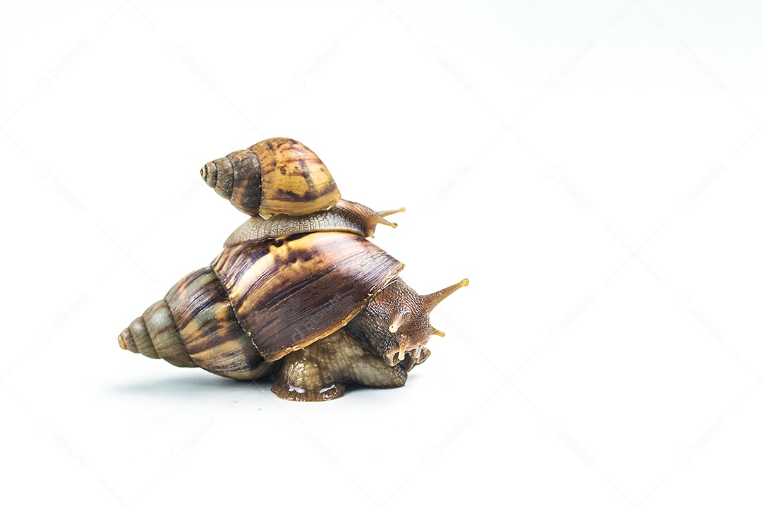 caracóis em fundo branco