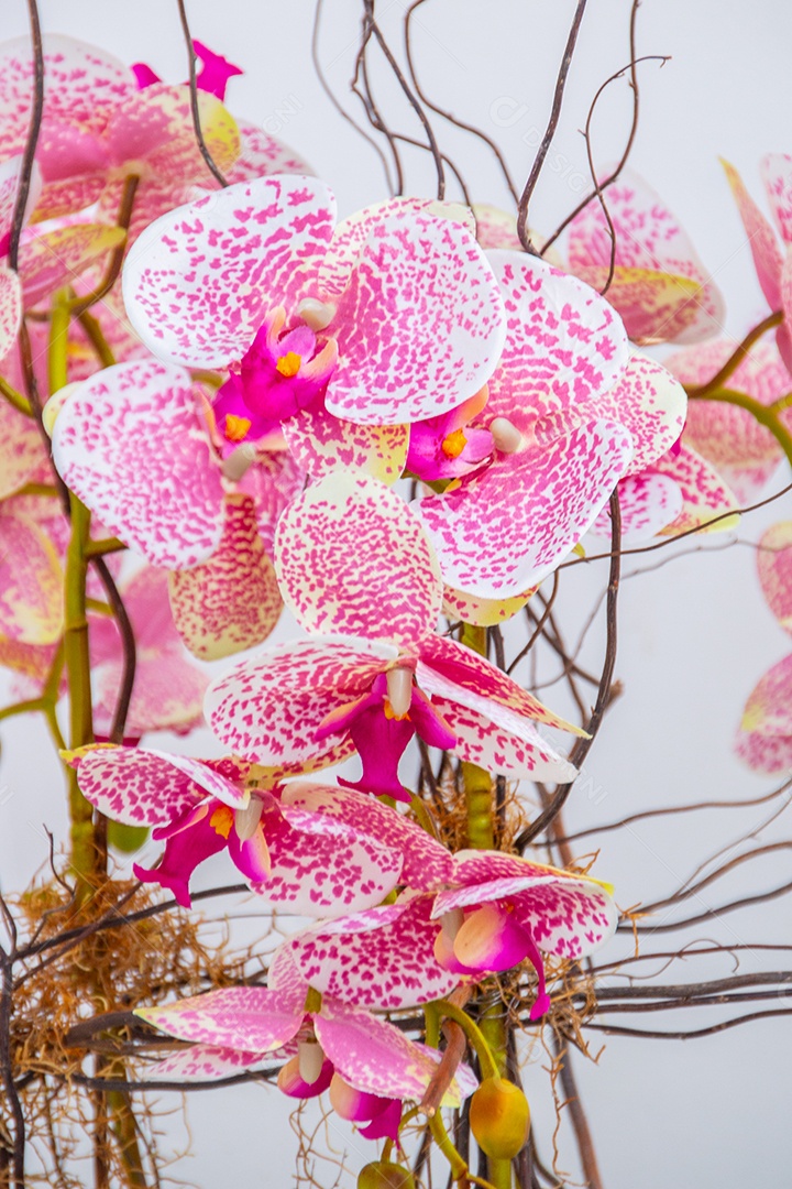 Orquídea da lua na cor rosa, planta muito popular nos jardins do Rio de Janeiro.