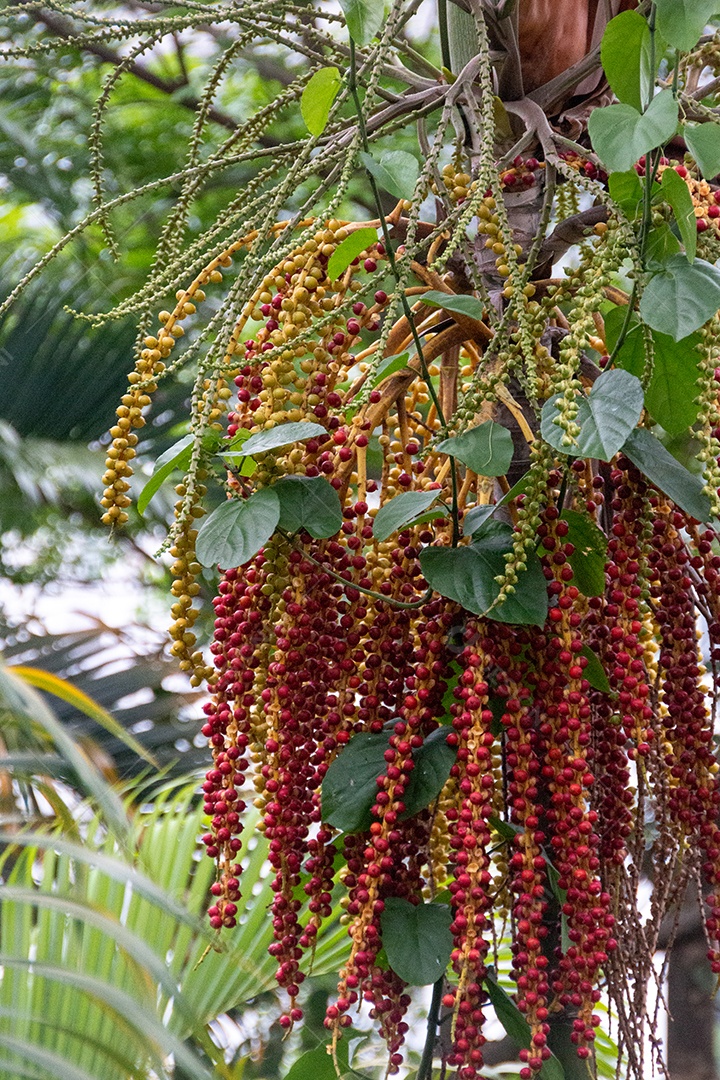 fruto vermelho de uma palmeira seafortia, muito comum nas ruas do Rio de Janeiro.