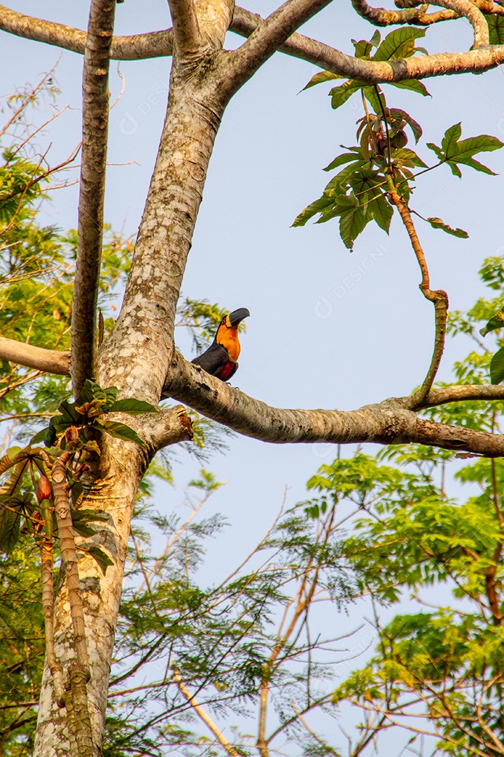 tucano em cima de uma árvore no Rio de Janeiro.