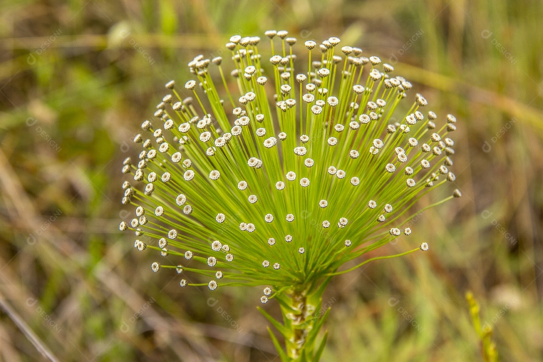 flor branca conhecida como sempre viva ao ar livre no Brasil.