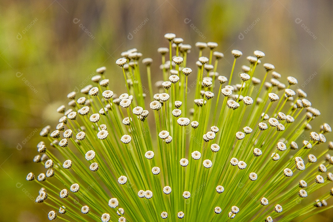flor branca conhecida como sempre viva ao ar livre no Brasil.