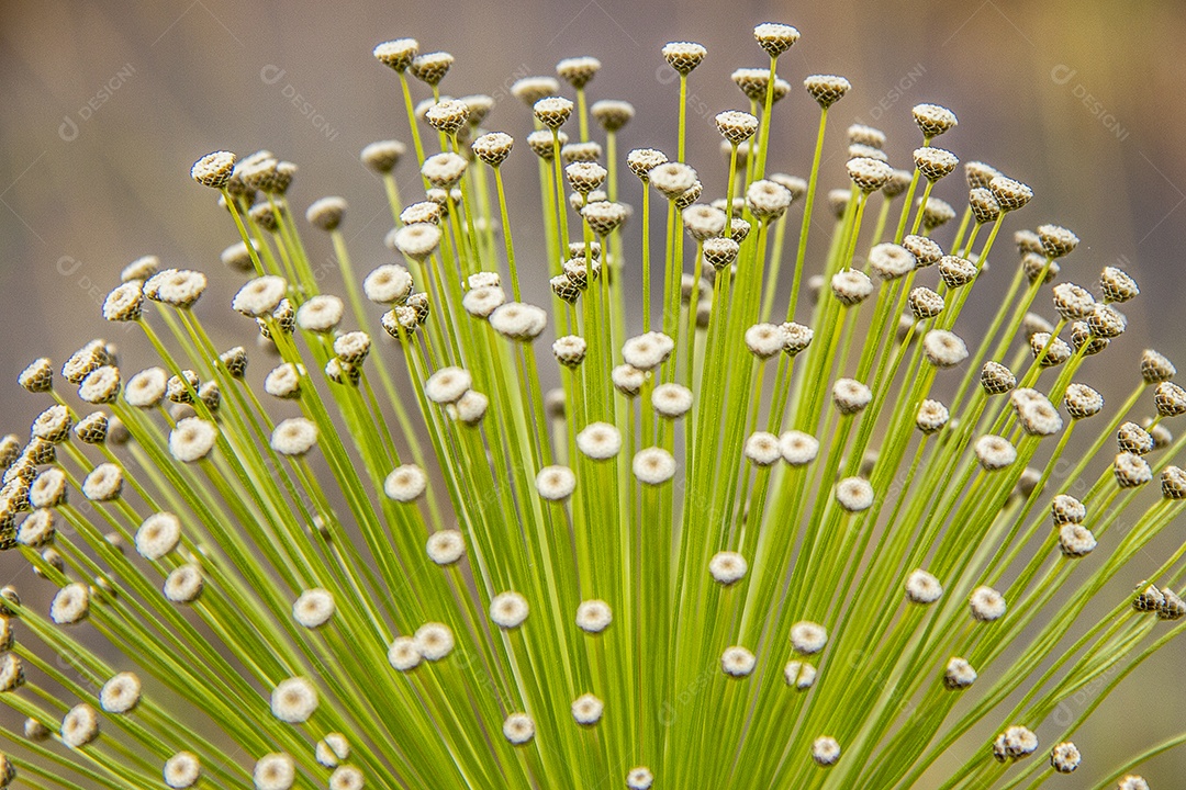 flor branca conhecida como sempre viva ao ar livre no Brasil.