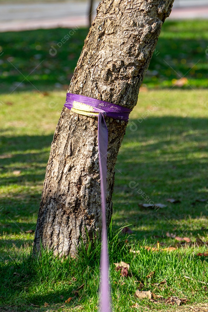 slackline roxo preso em uma árvore em um parque no Rio de Janeiro no Brasil.