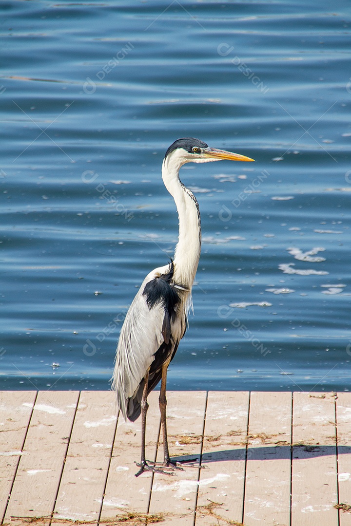 Garça-real europeia, de pé em um deck na lagoa rodrigo de freitas no Rio de Janeiro Brasil.