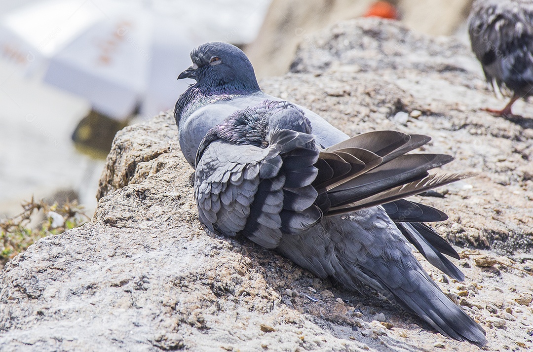 casal de pombos deitado em uma pedra no Rio de Janeiro.