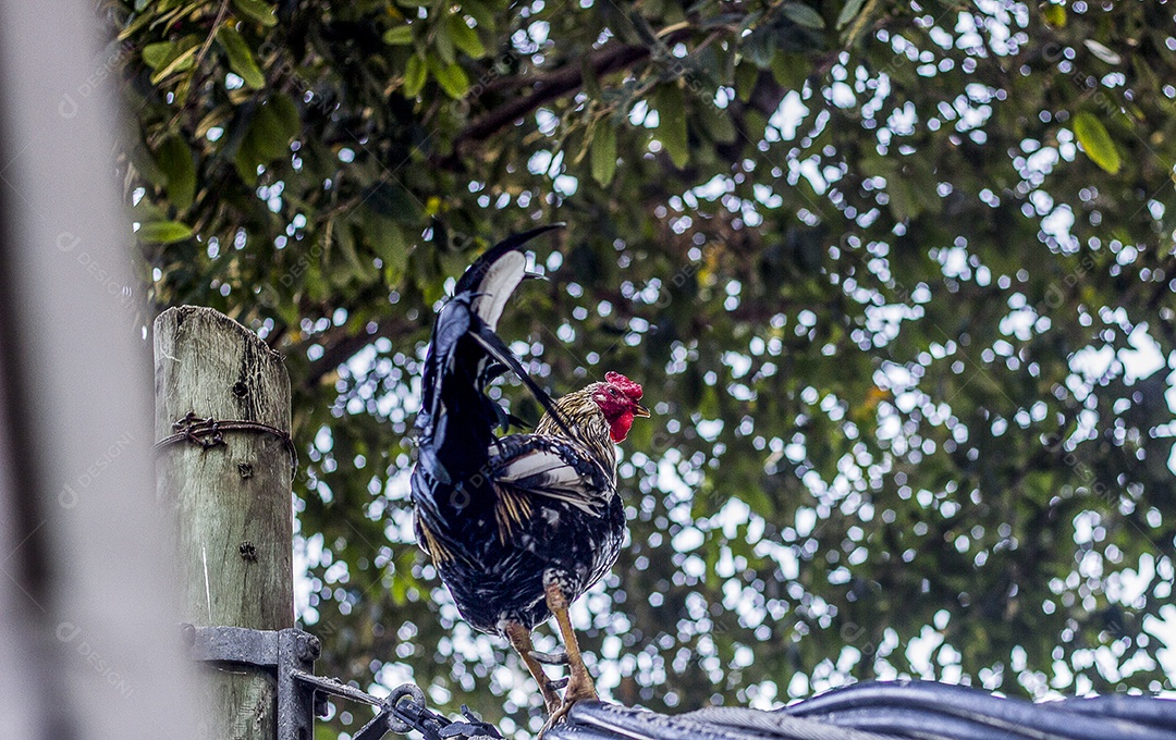 galo subindo em um fio em uma favela no Rio de Janeiro Brasil.