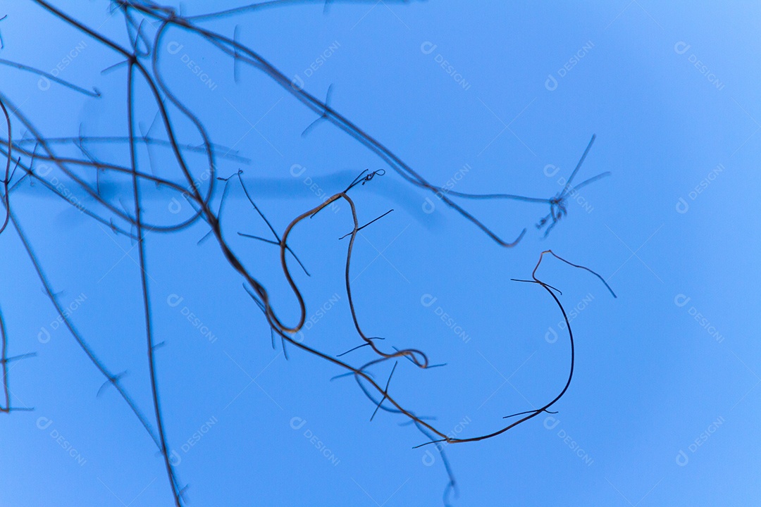 galhos de uma árvore conhecida como trepadeira com fundo de céu azul no Rio de Janeiro.