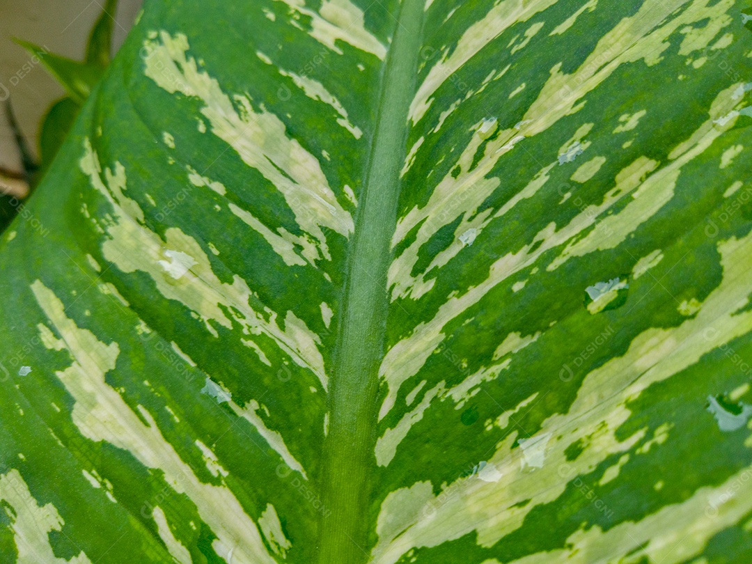 planta conhecida como ninguém pode comigo (Dieffenbachia seguine) no rio de janeiro Brasil.