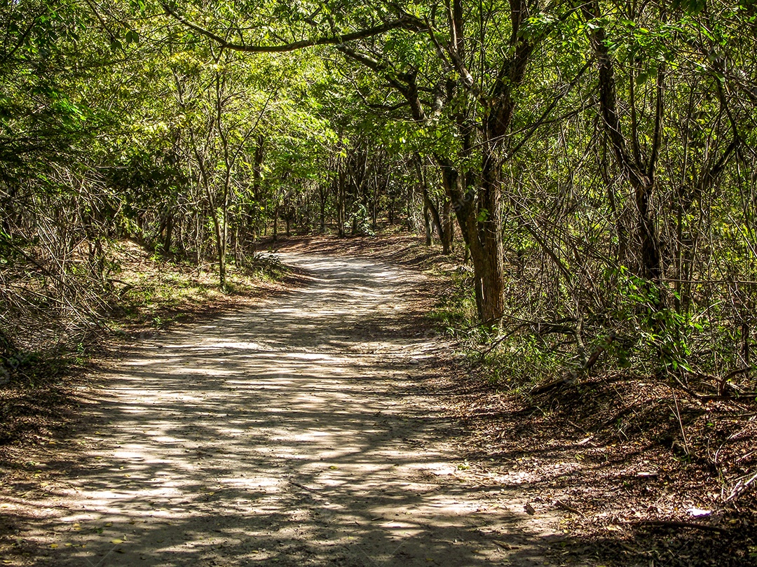 trilha arborizada no topo do complexo alemão (Complexo do Alemão) no rio de janeiro, brasil.