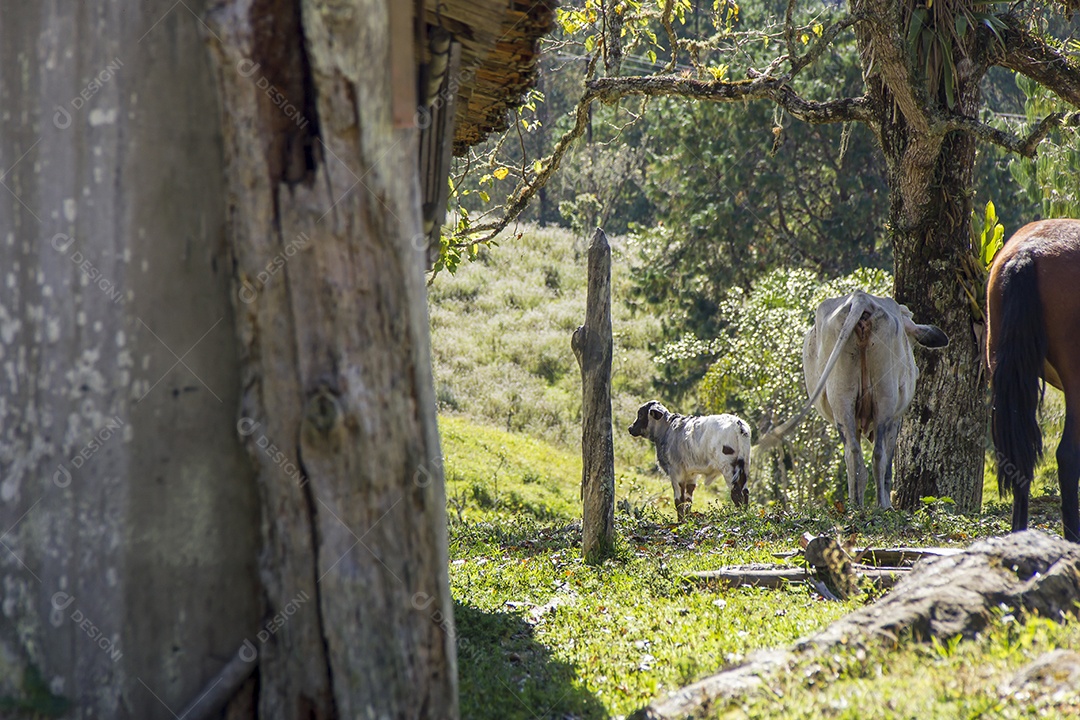 vista da trilha da serra da Bocaina