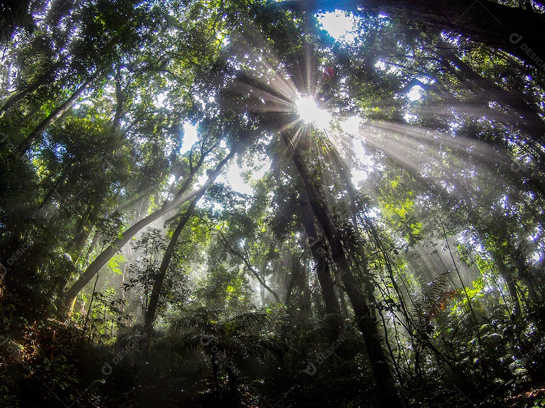 trilha no meio de uma floresta no Rio de Janeiro, Brasil.