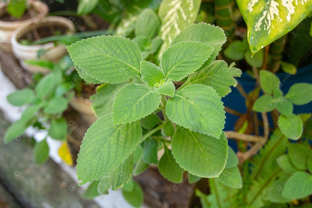jardim com boldo verde no Rio de Janeiro Brasil.