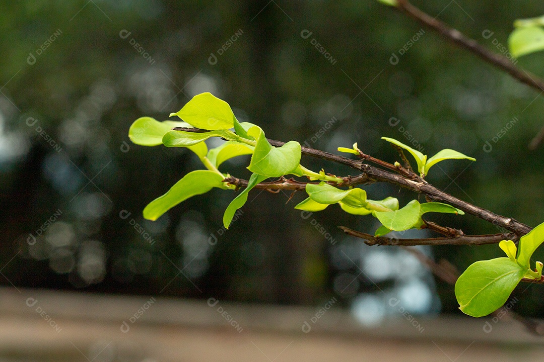 pequena planta verde com fundo desfocado no rio de janeiro Brasil.