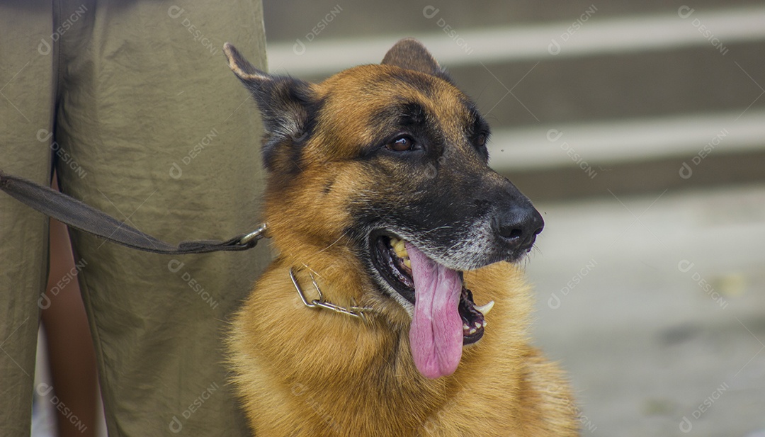 cão pastor alemão, olhando de soslaio com a língua fora da boca no rio de janeiro, Brasil.