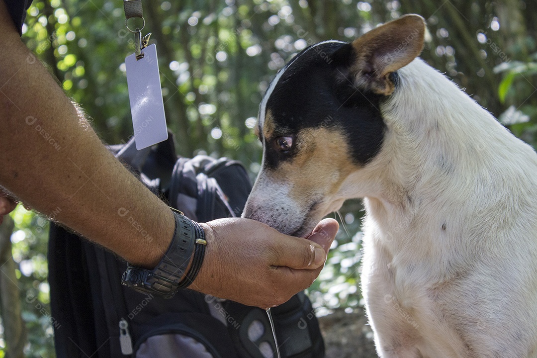 cão bebendo água da mão de um homem ao ar livre no rio de janeiro Brasil.