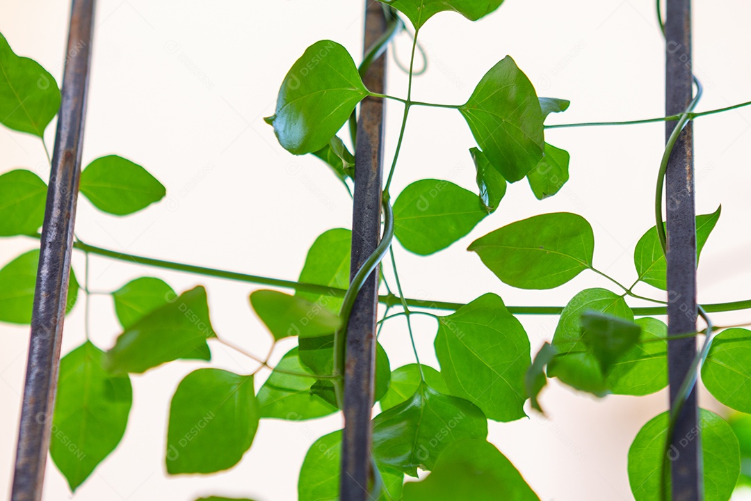 planta de jardim de madagascar presa em uma cerca de ferro no rio de janeiro, brasil.