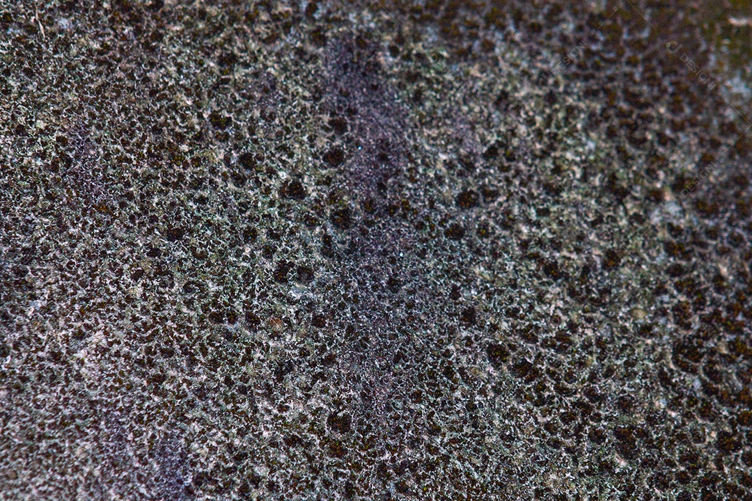 parede com fungo verde conhecido como lodo, imagem para fundo no brasil.